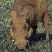 Warthog 2